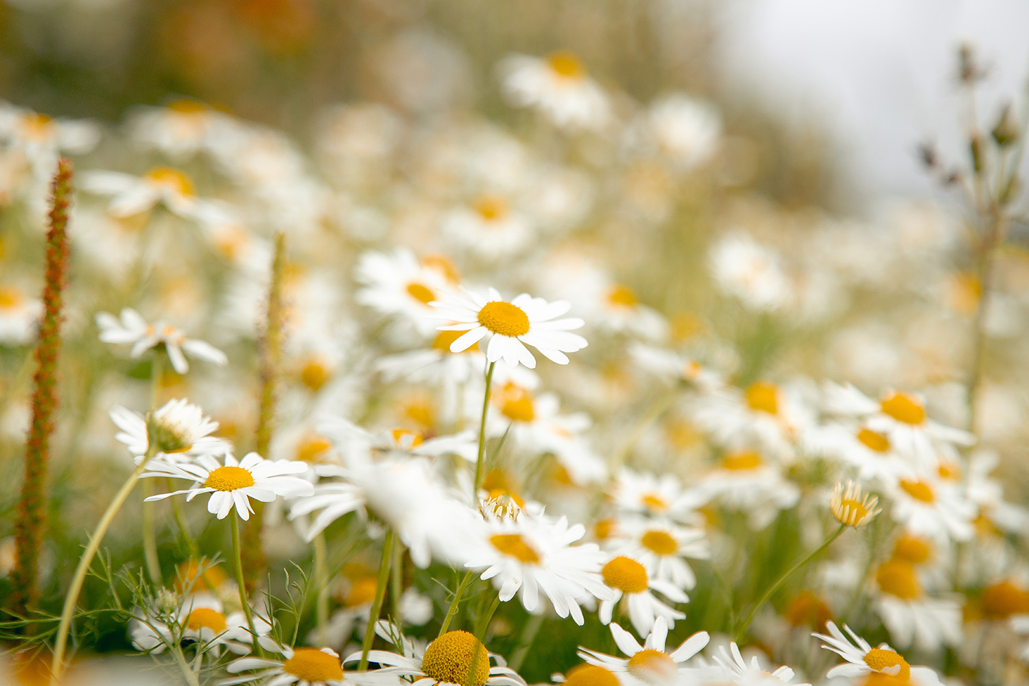 Mayweed